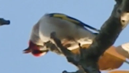 European Goldfinch - ML636281015