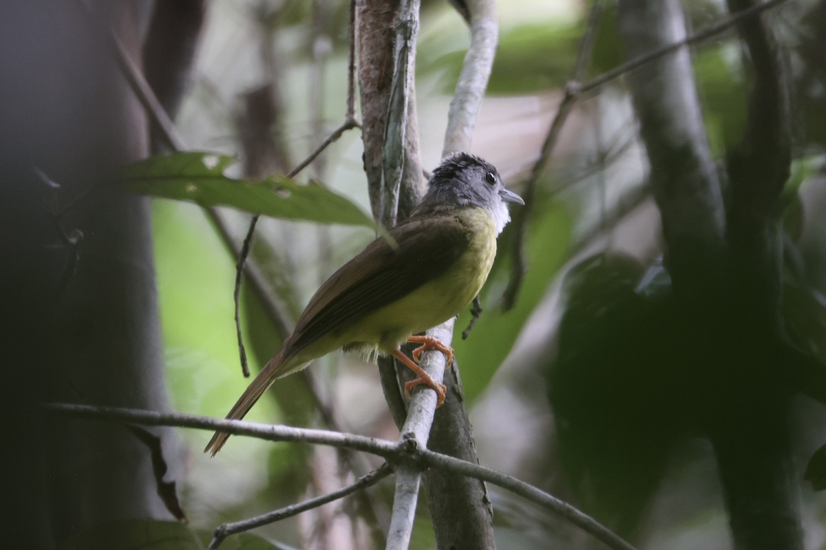 Yellow-bellied Bulbul - ML636281027