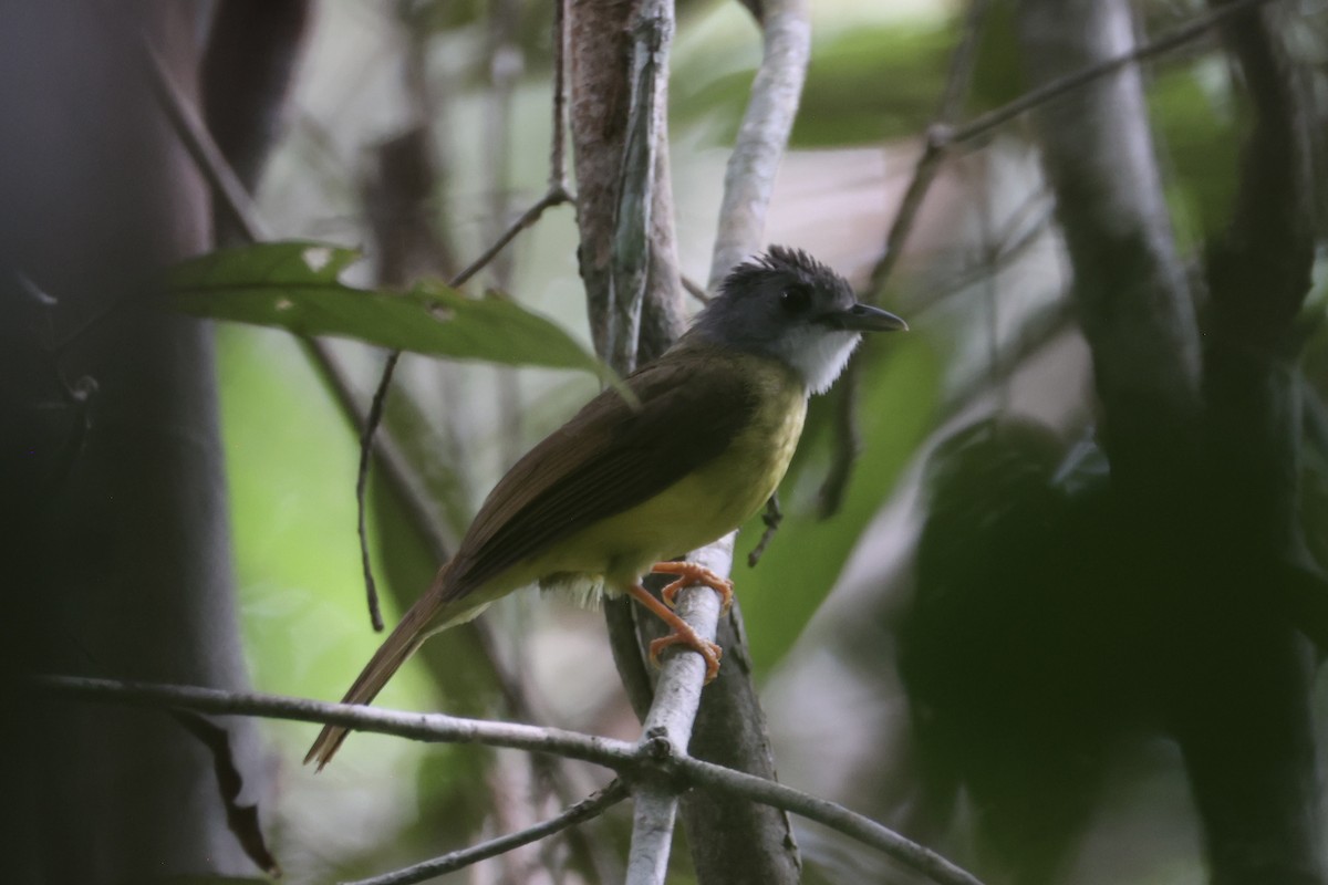 Yellow-bellied Bulbul - ML636281028