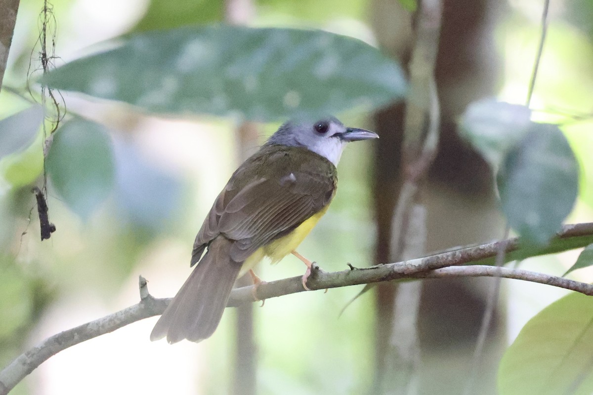 Yellow-bellied Bulbul - ML636281061