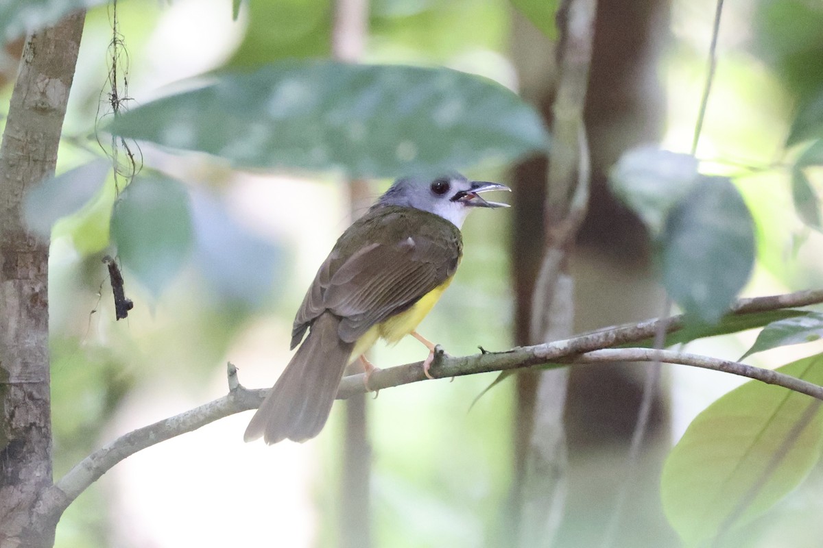 Yellow-bellied Bulbul - ML636281062