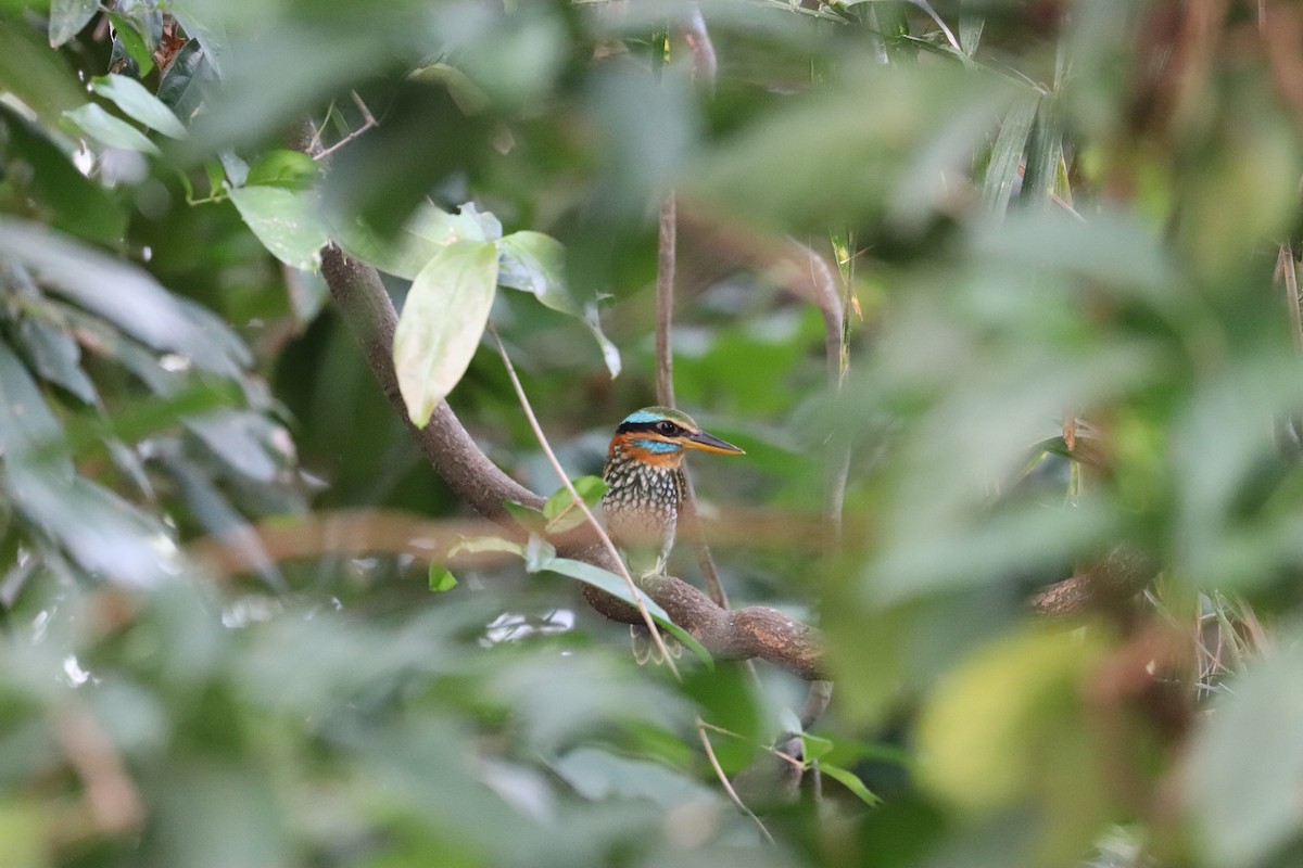 Spotted Kingfisher - ML636281109