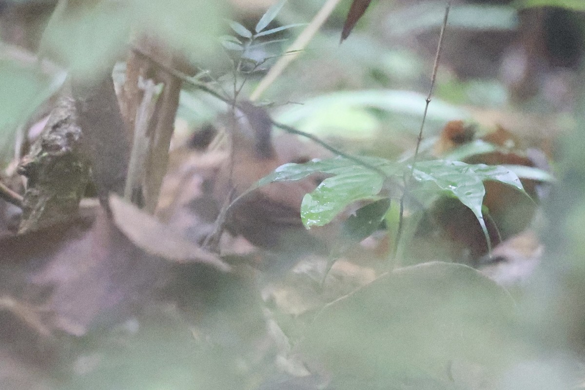 Malayan Black-capped Babbler - ML636281123