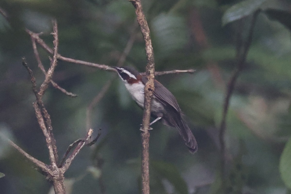 Sunda Scimitar-Babbler - ML636281163