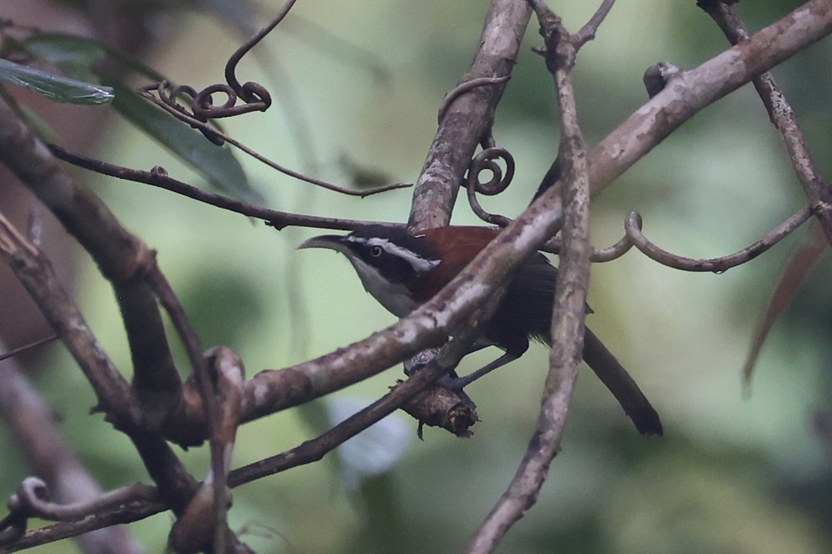 Sunda Scimitar-Babbler - ML636281165