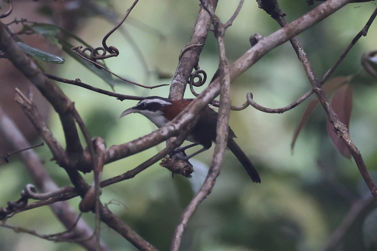 Sunda Scimitar-Babbler - ML636281166