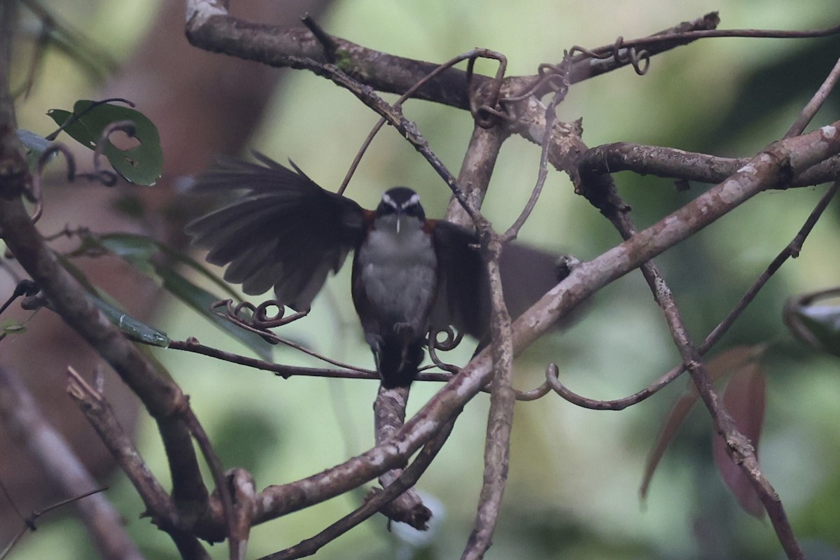 Sunda Scimitar-Babbler - ML636281168