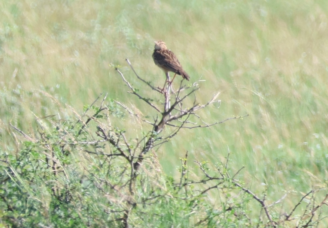 Red-winged Lark - ML636281278