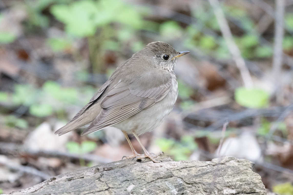 Gray-cheeked Thrush - ML636281389