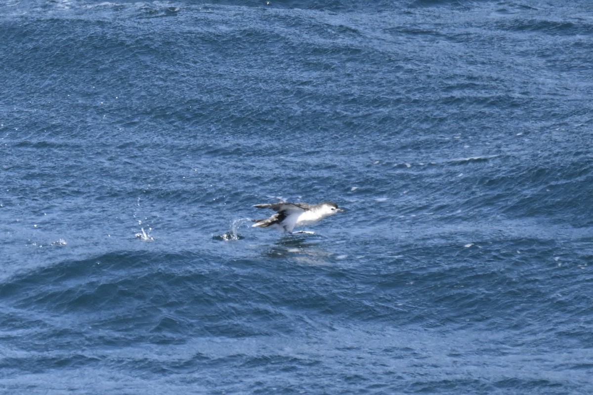 Little Shearwater - ML636281416