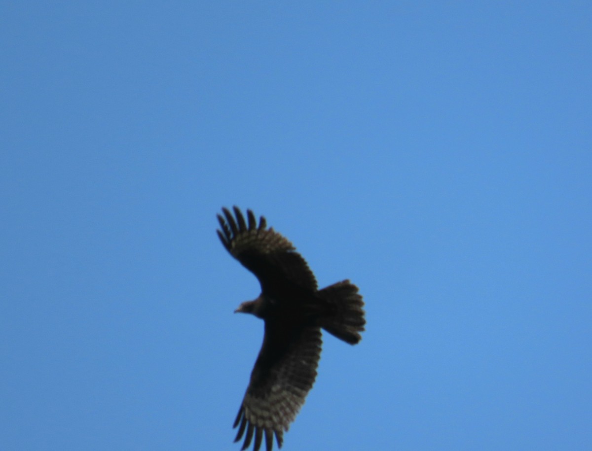Oriental Honey-buzzard - ML636281423