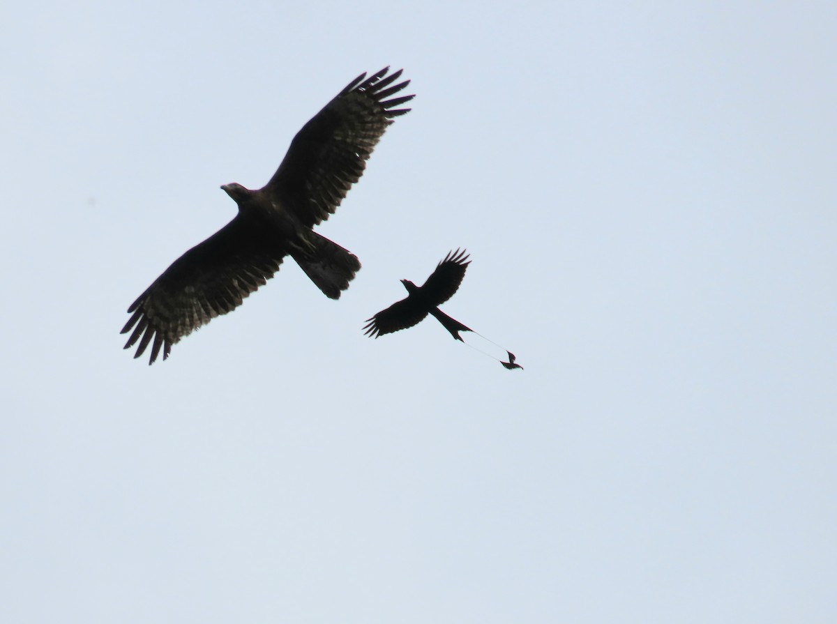 Oriental Honey-buzzard - ML636281424