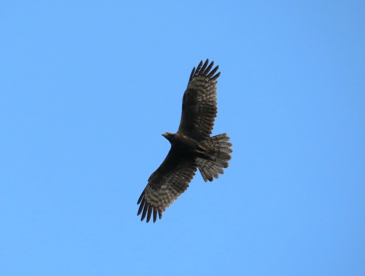 Oriental Honey-buzzard - ML636281425