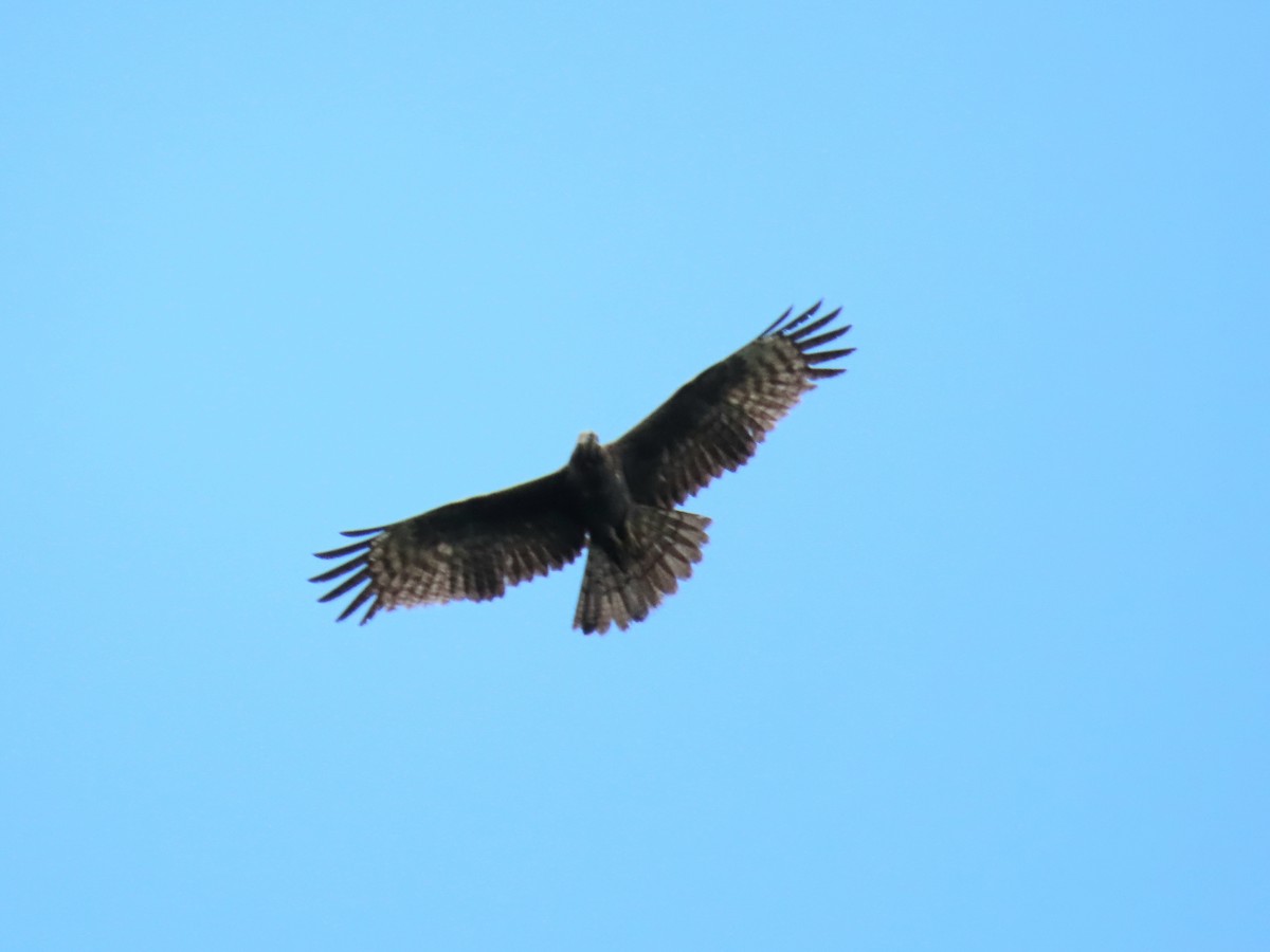 Oriental Honey-buzzard - ML636281426