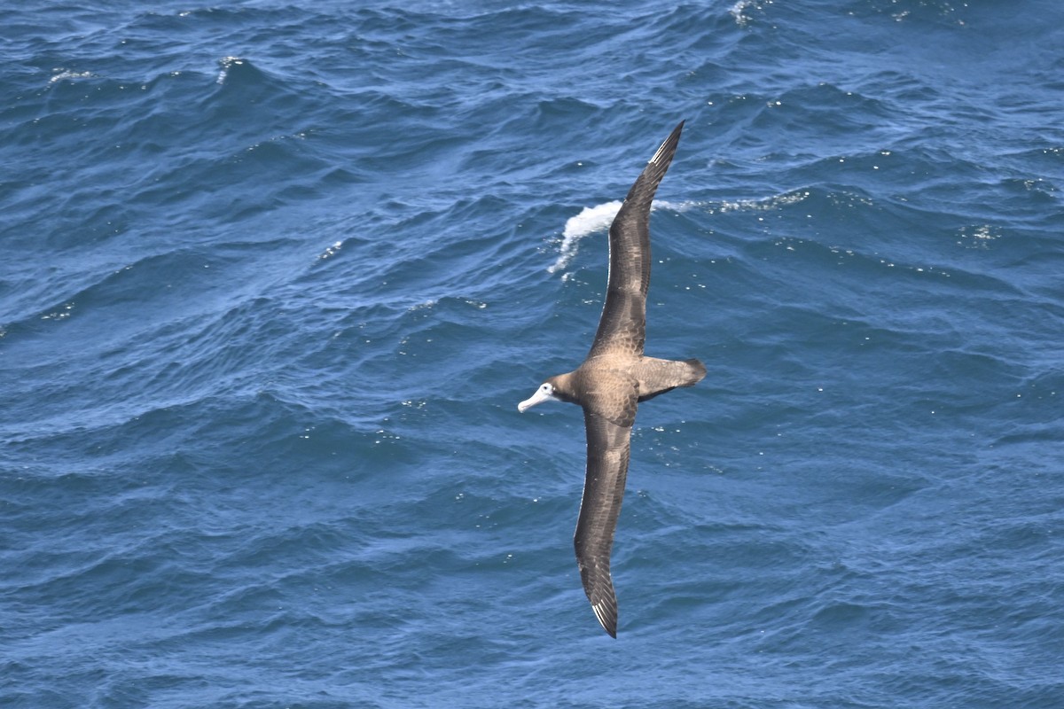 Snowy/Tristan/Antipodean Albatross - ML636281445