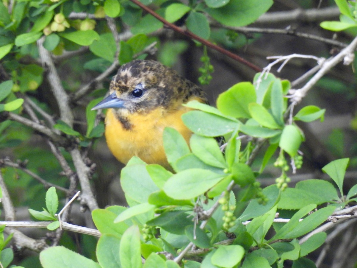Baltimore Oriole - ML636281454