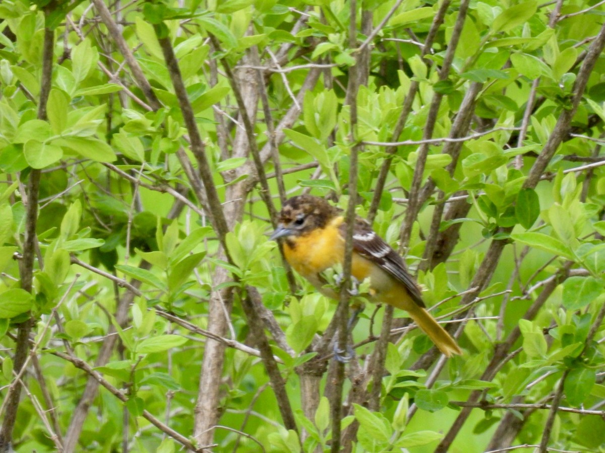 Baltimore Oriole - ML636281456