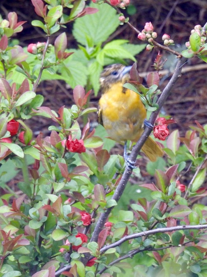 Baltimore Oriole - ML636281457
