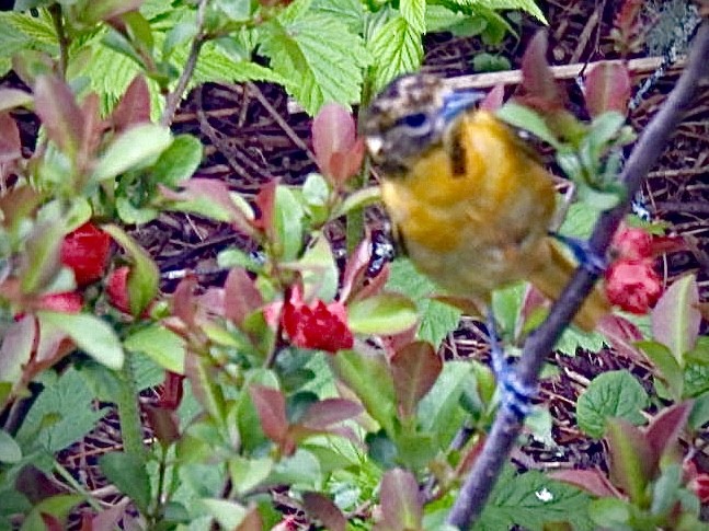 Baltimore Oriole - ML636281458