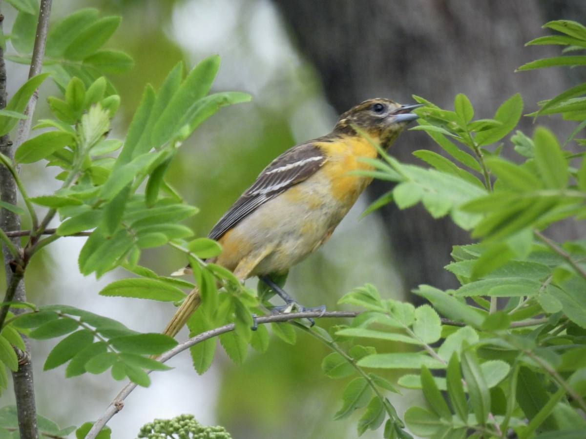 Baltimore Oriole - ML636281459