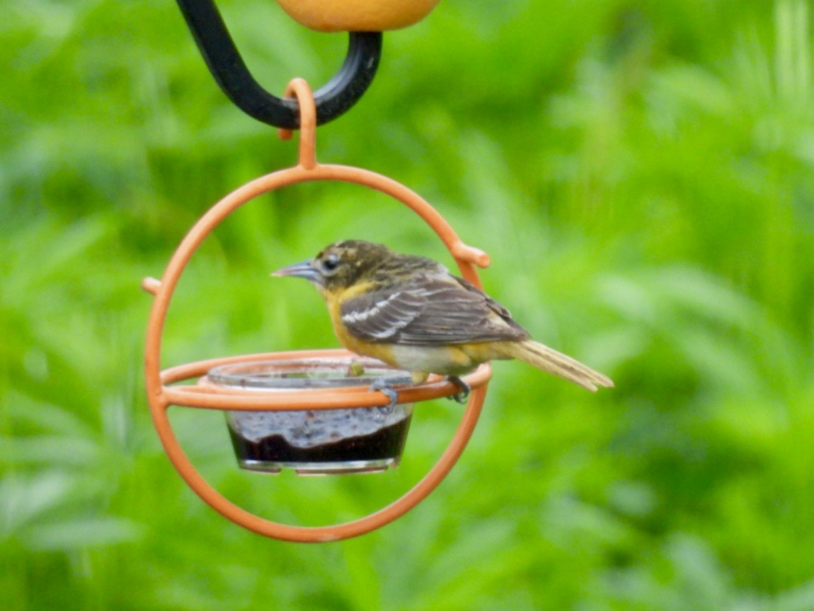 Baltimore Oriole - ML636281460