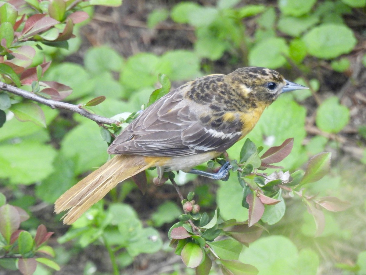 Baltimore Oriole - ML636281461