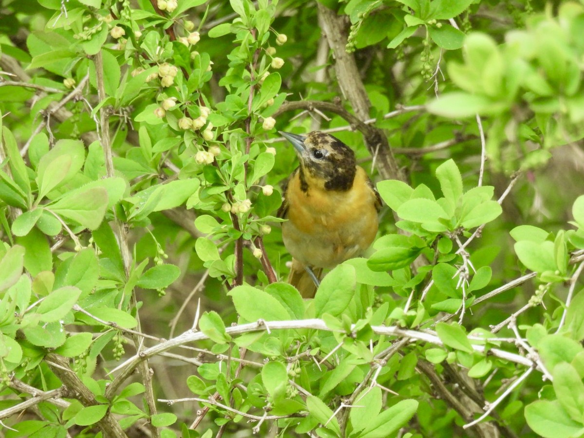 Baltimore Oriole - ML636281462