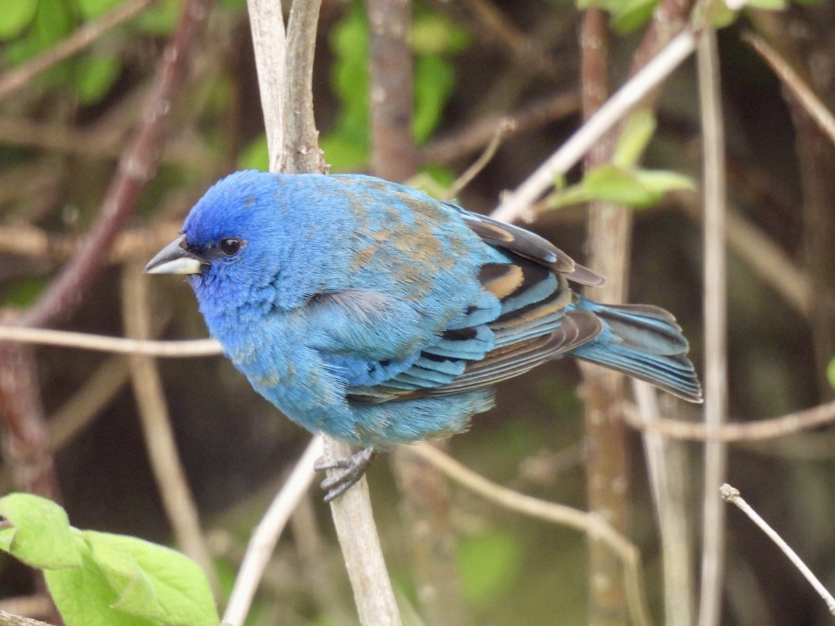 Indigo Bunting - ML636281465