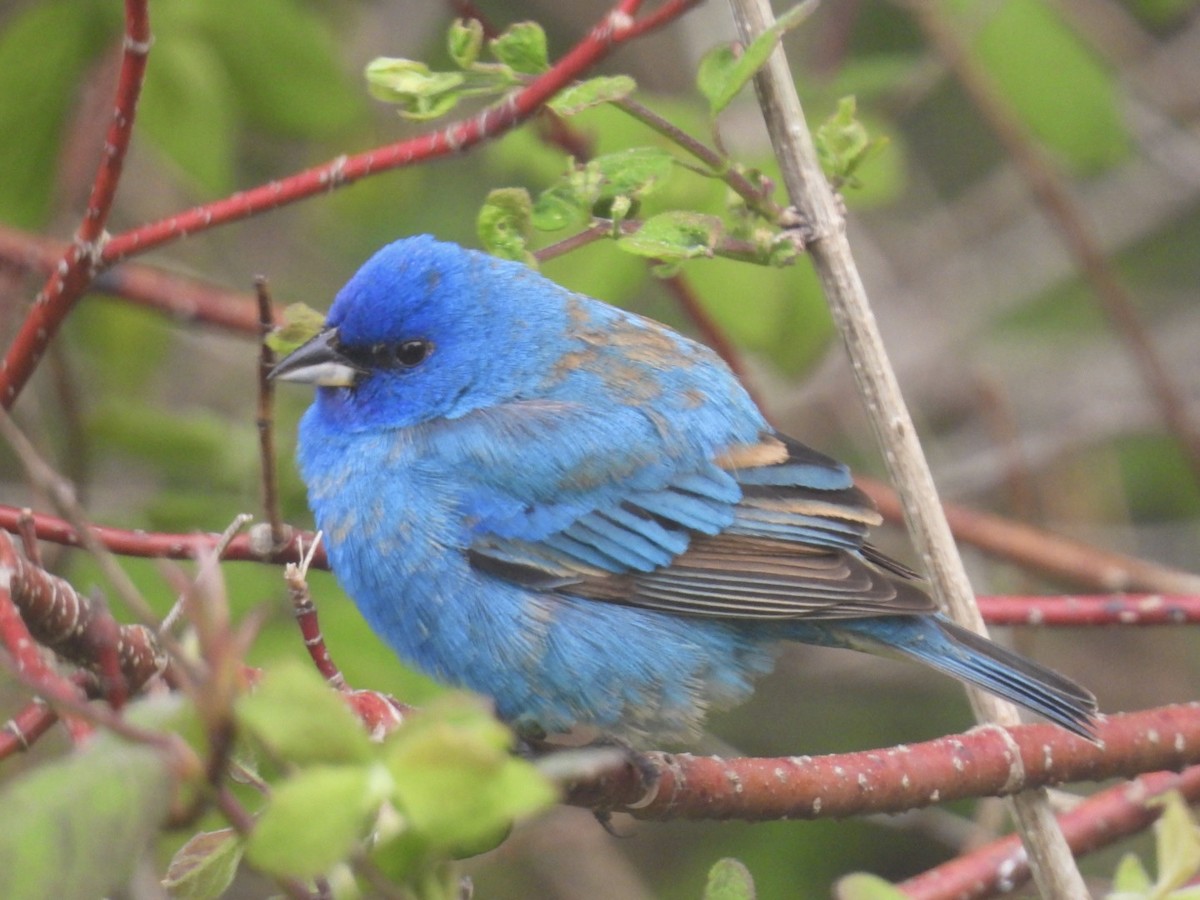 Indigo Bunting - ML636281466