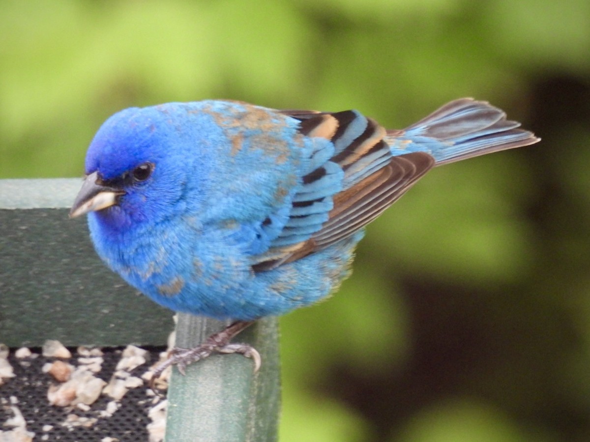 Indigo Bunting - ML636281468