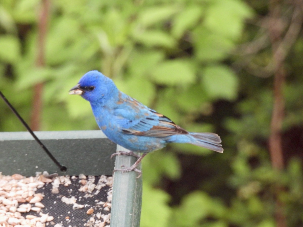 Indigo Bunting - ML636281469