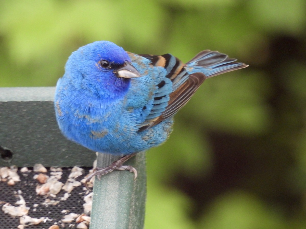 Indigo Bunting - ML636281470