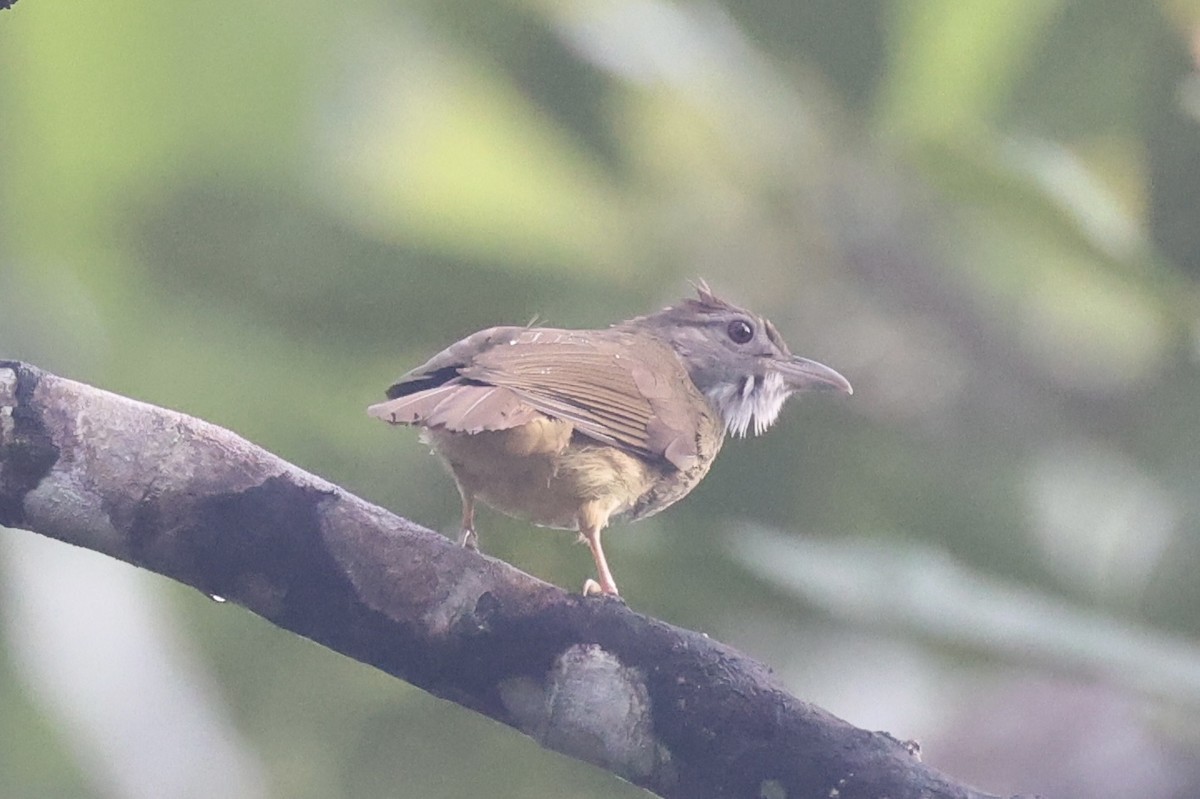 Gray-cheeked Bulbul - ML636281474