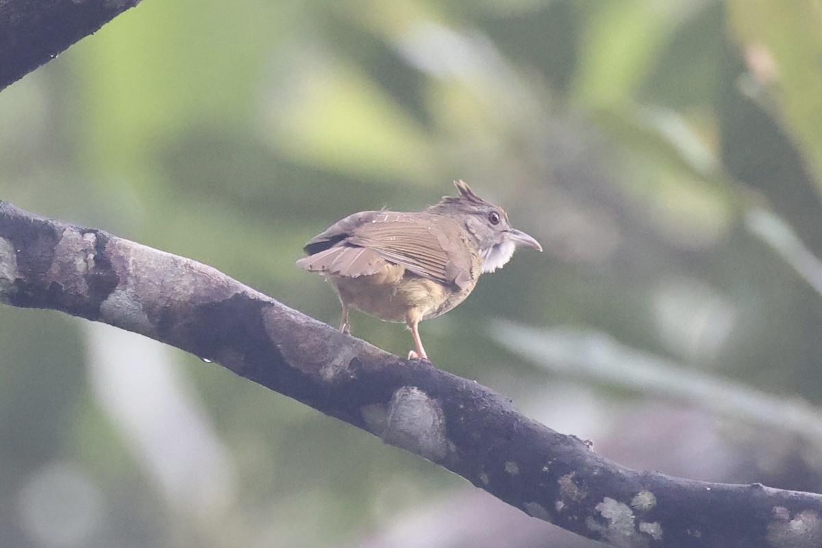 Gray-cheeked Bulbul - ML636281475