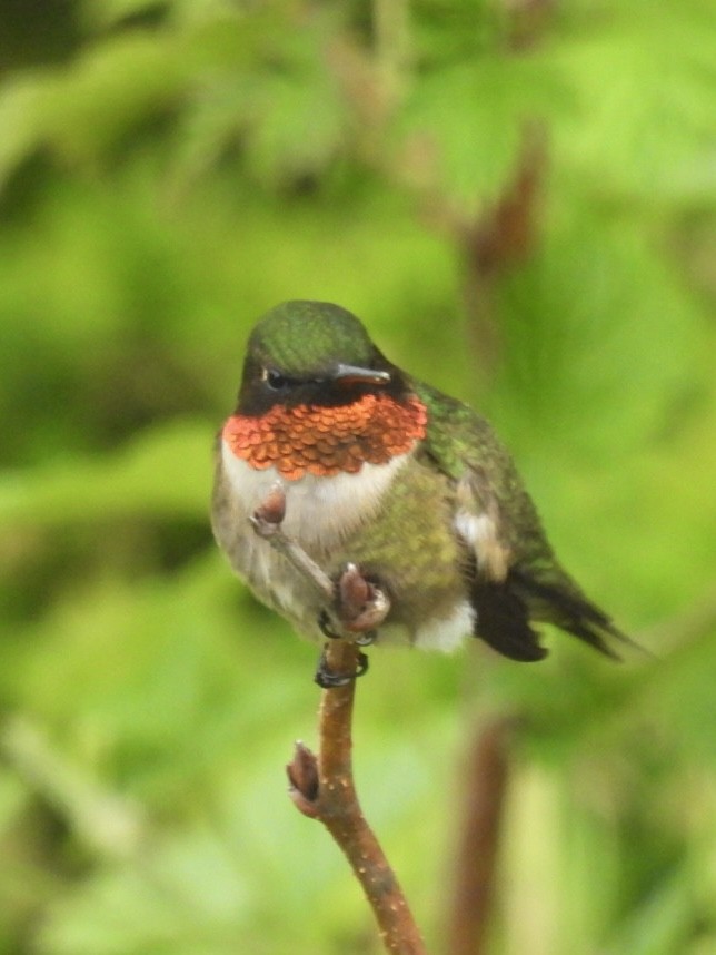 Ruby-throated Hummingbird - ML636281493
