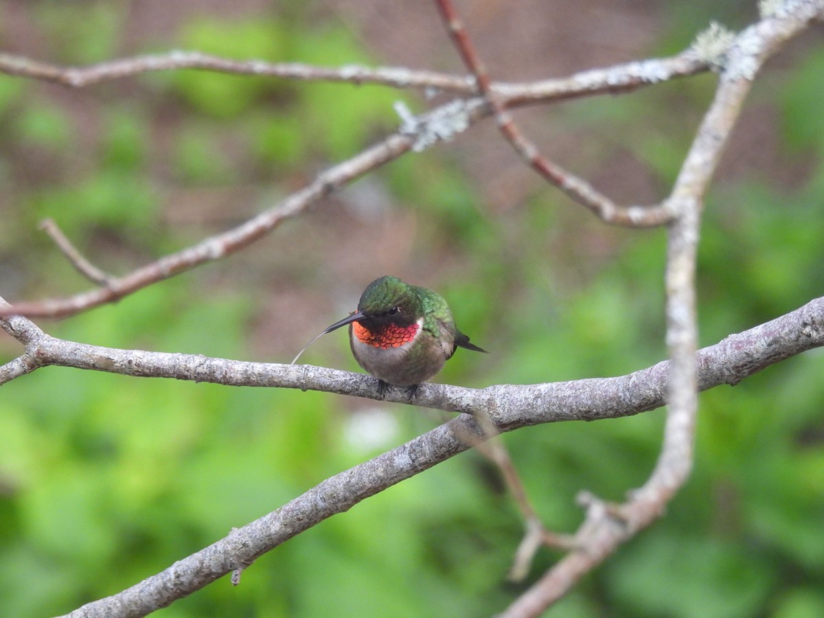 Ruby-throated Hummingbird - ML636281494