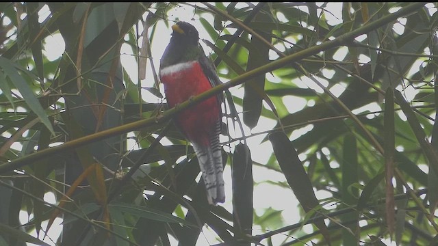 Trogon rosalba - ML636281544