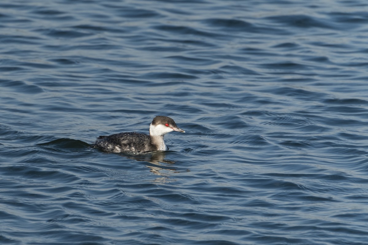 Horned Grebe - ML636281602