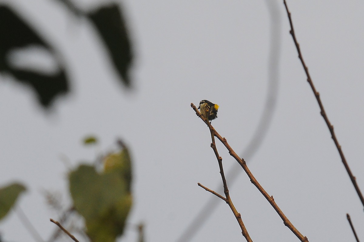 Yellow-rumped Tinkerbird (Yellow-rumped) - ML636281616