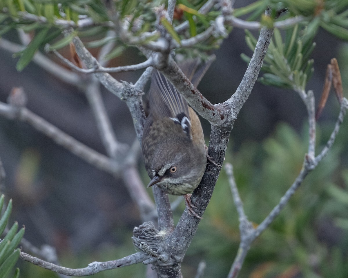 Tasmanian Scrubwren - ML636281630