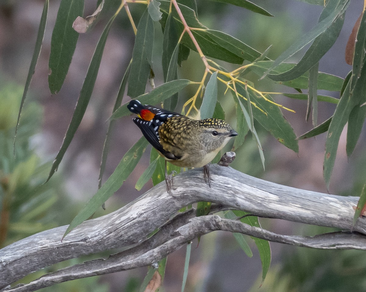 Spotted Pardalote - ML636281635