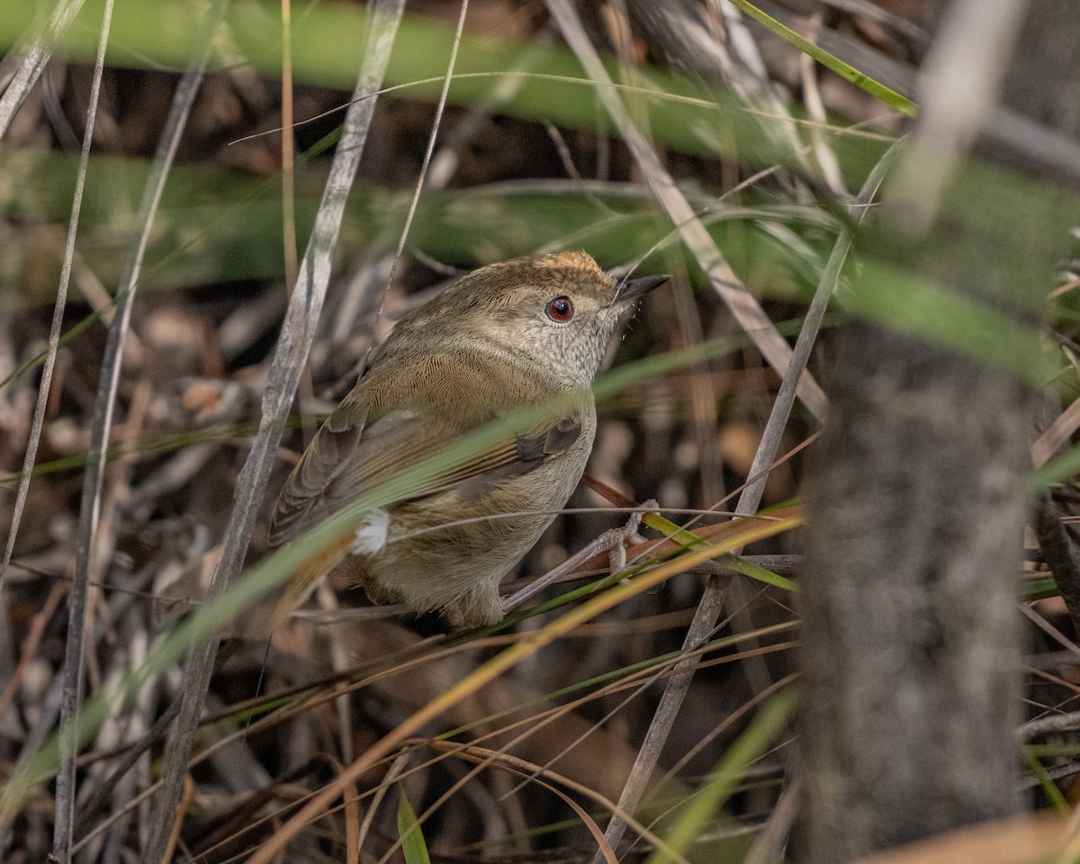 Tasmanian Thornbill - ML636281647