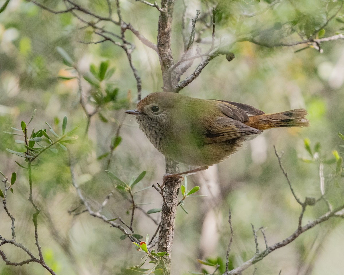 Tasmanian Thornbill - ML636281664