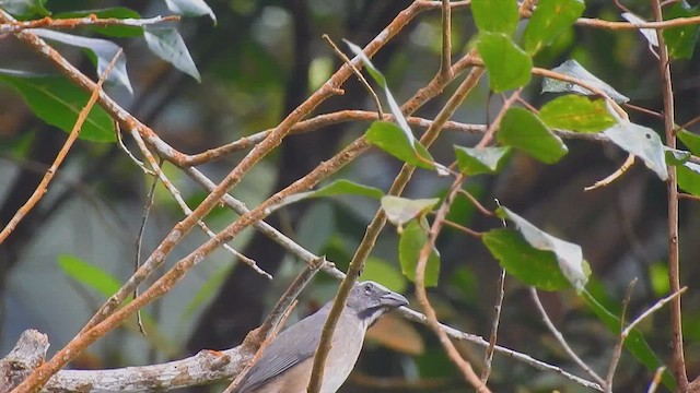 Saltator de Cabanis - ML636281674
