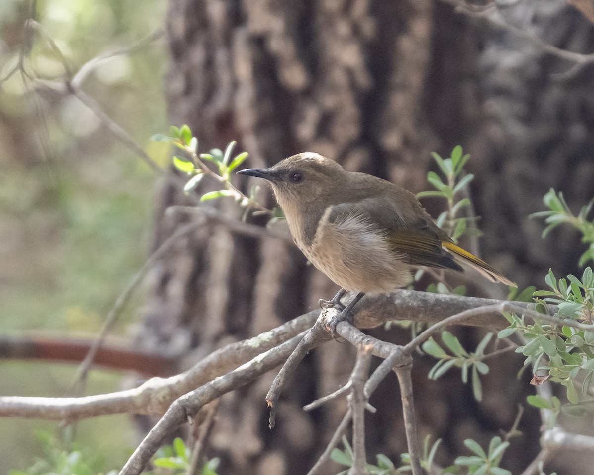 Crescent Honeyeater - ML636281675