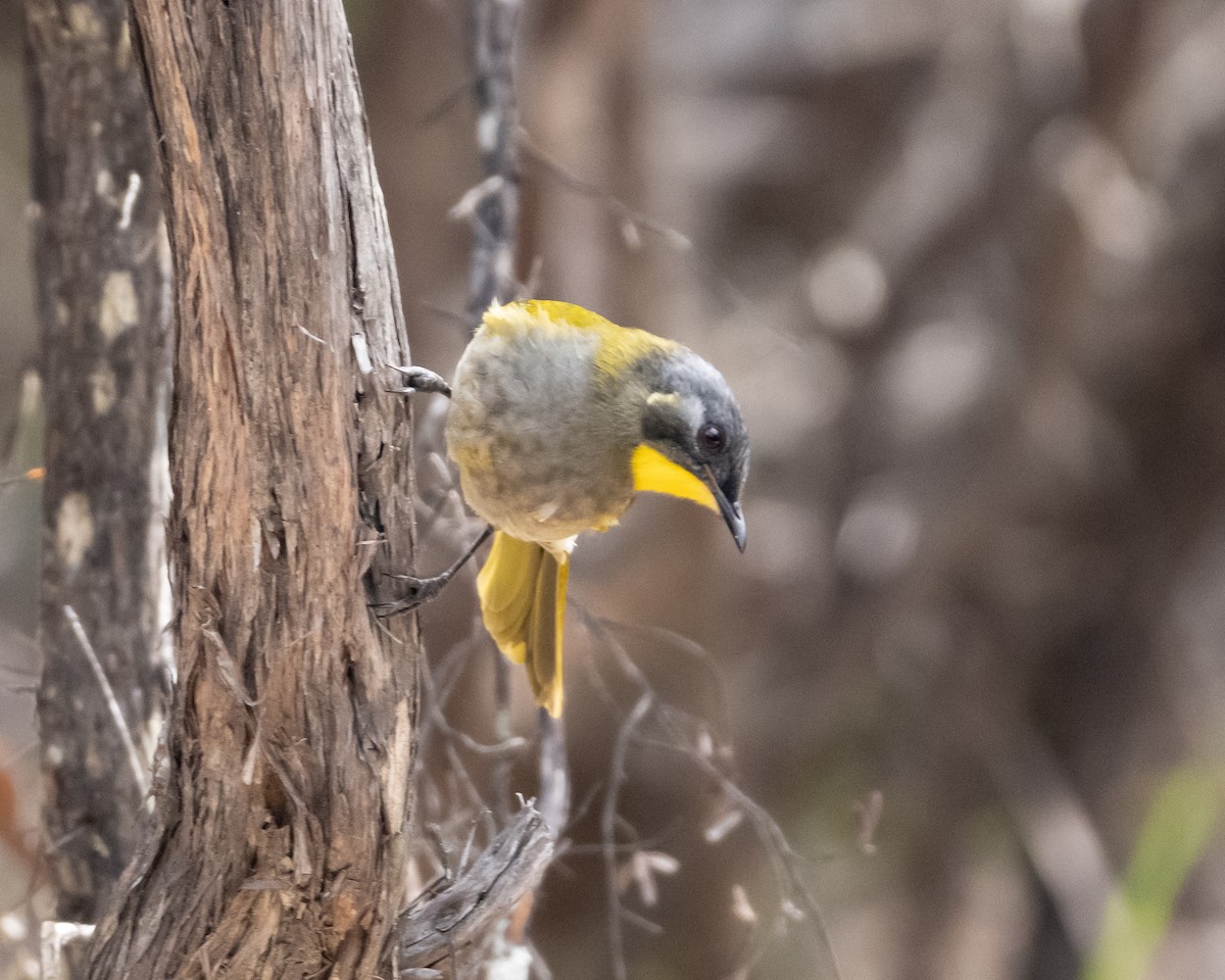 Yellow-throated Honeyeater - ML636281677