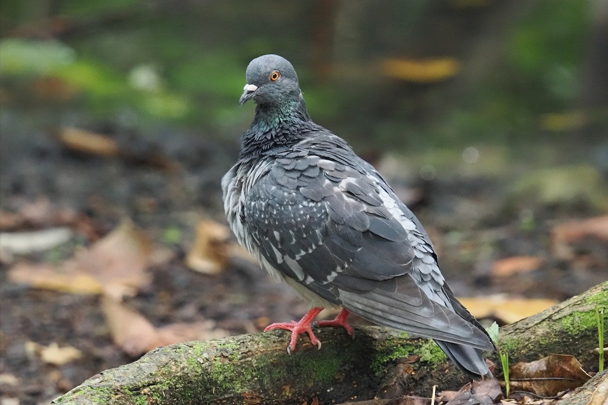 Rock Pigeon (Feral Pigeon) - ML636281727