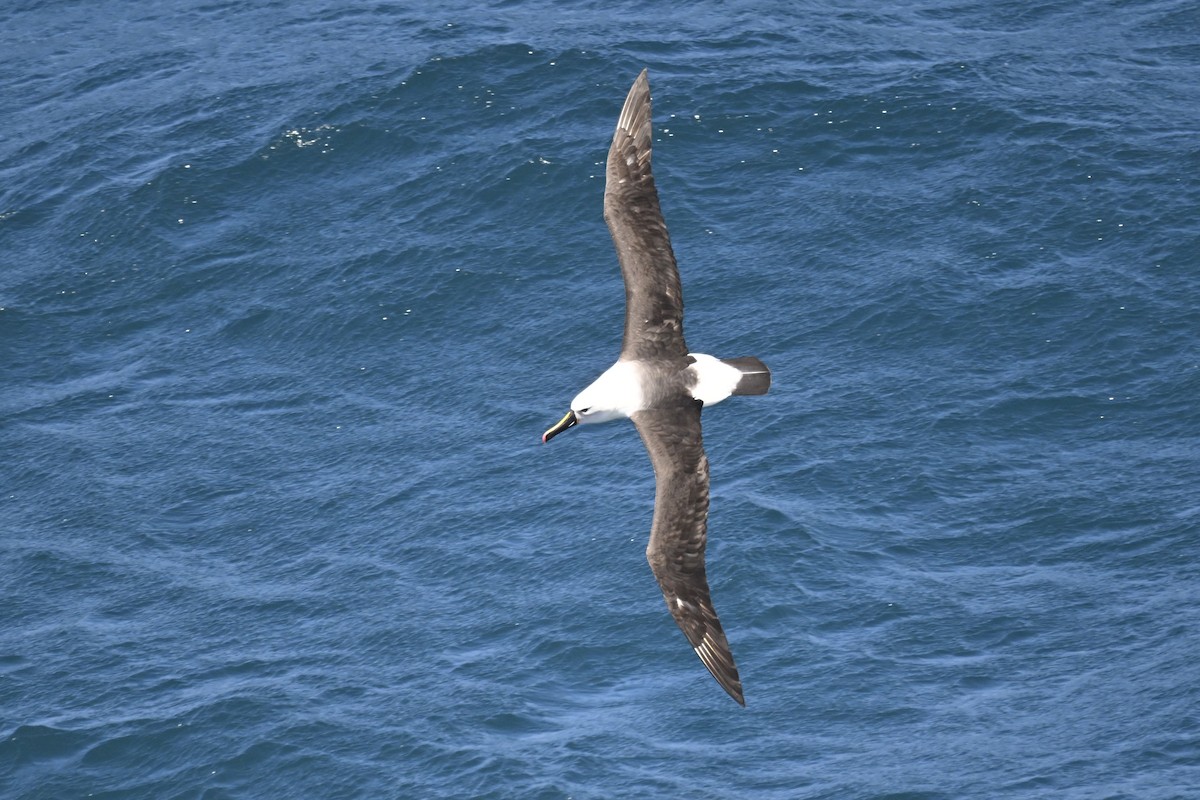 Indian Yellow-nosed Albatross - ML636281776