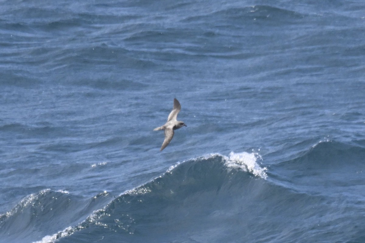 Soft-plumaged Petrel - ML636281779