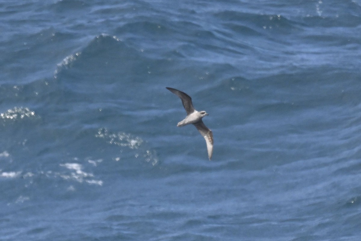 Soft-plumaged Petrel - ML636281782